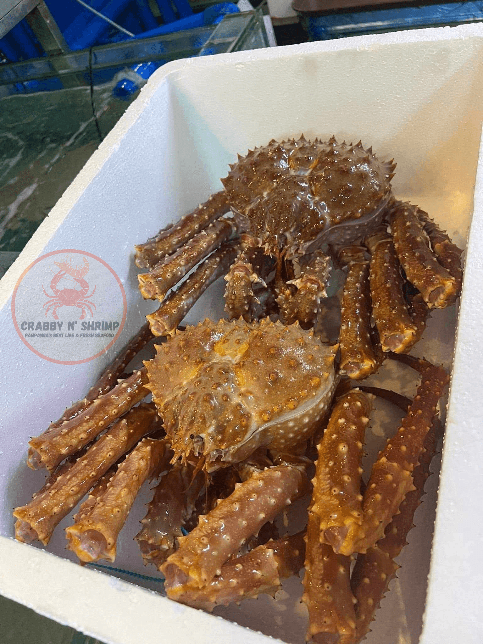LIVE ALASKAN KING CRAB