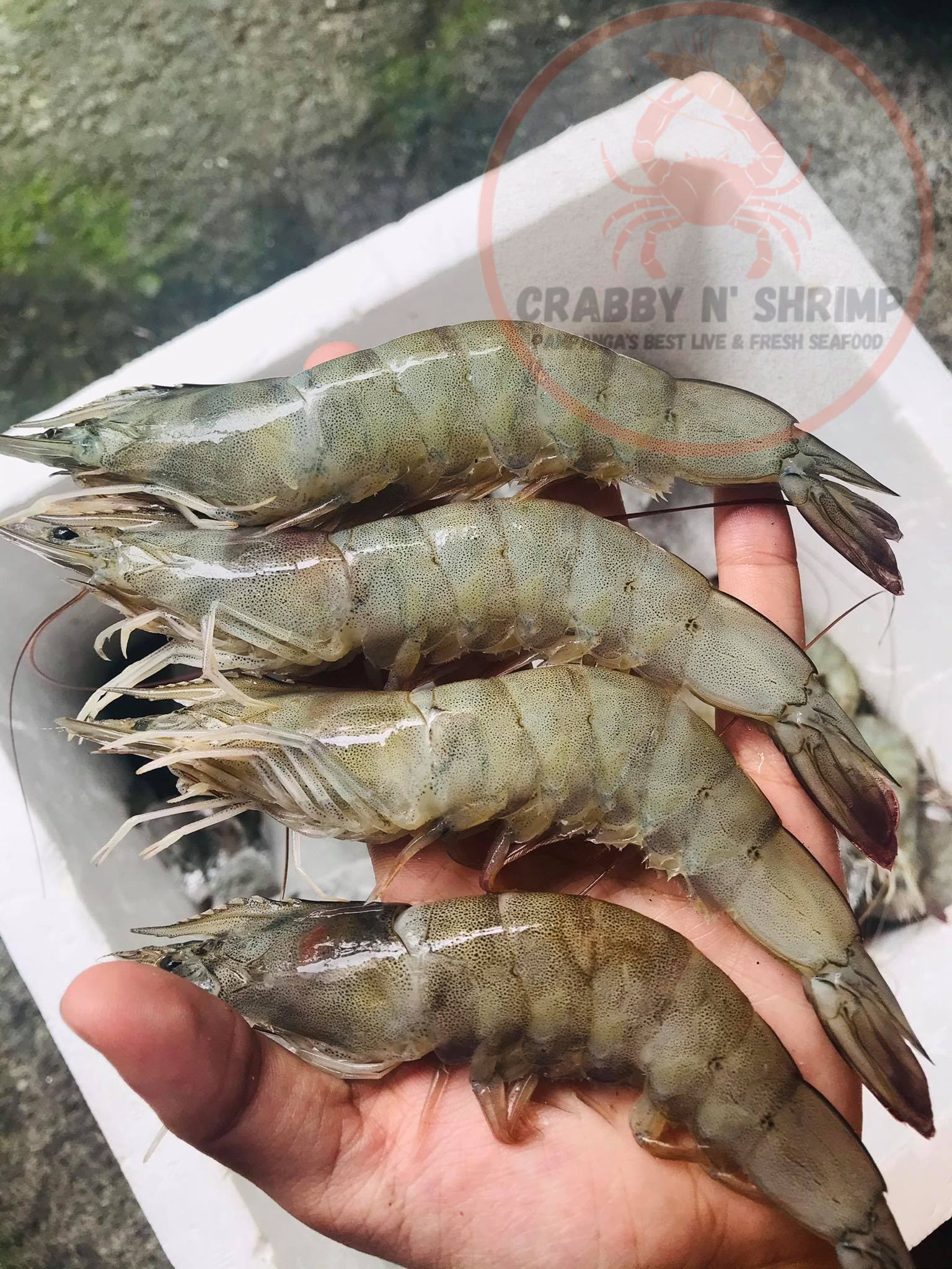 SHRIMP (LARGE)